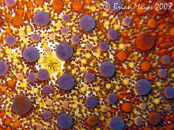 Abstract looking close-up of Firebrick Starfish (Asterodi... by Brian Mayes 